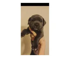 Cane Corso Puppies for Sale - 2