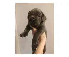 Cane Corso Puppies for Sale - 3