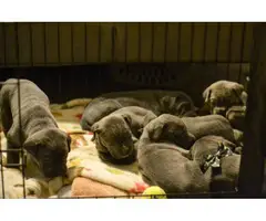 Cane Corso Puppies for Sale - 4