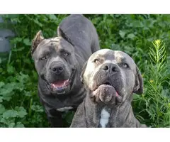 Cane Corso Puppies for Sale - 6