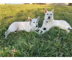 AKC White German Shepherd puppies for Sale