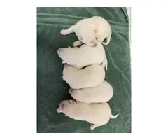 AKC White German Shepherd puppies for Sale - 3