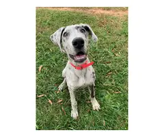 AKC Great Dane Puppy for Sale - 1