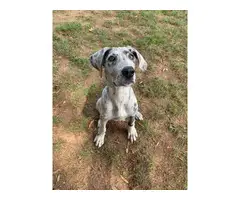 AKC Great Dane Puppy for Sale - 2