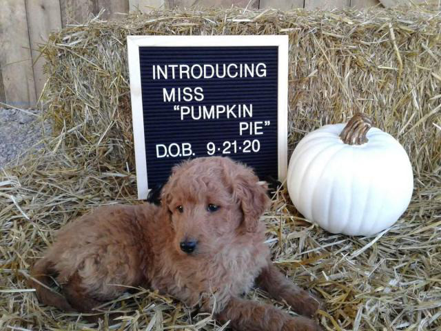 Healthy Aussiedoodle puppy for sale in Elyria, Ohio ...