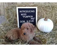Healthy Aussiedoodle puppy for sale