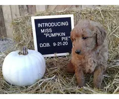 Healthy Aussiedoodle puppy for sale - 2