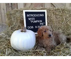 Healthy Aussiedoodle puppy for sale - 3