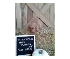 Healthy Aussiedoodle puppy for sale - 4