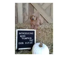 Healthy Aussiedoodle puppy for sale - 5