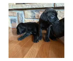 10 Mastiff puppies available to a new loving home