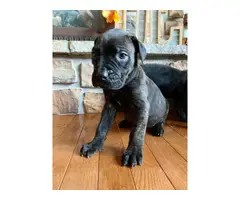 10 Mastiff puppies available to a new loving home - 2