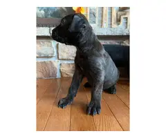 10 Mastiff puppies available to a new loving home - 3