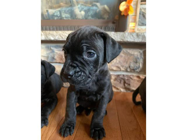 10 Mastiff puppies available to a new loving home in International Falls, Minnesota - Puppies ...