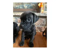 10 Mastiff puppies available to a new loving home - 4