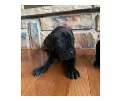 10 Mastiff puppies available to a new loving home - 5
