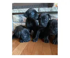 10 Mastiff puppies available to a new loving home - 6