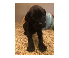 10 Mastiff puppies available to a new loving home - 7