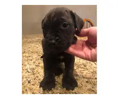 10 Mastiff puppies available to a new loving home - 8
