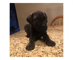 10 Mastiff puppies available to a new loving home - 10