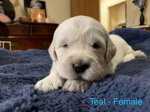 4 AKC Golden Retriever Puppies for Adoption in Boise ...