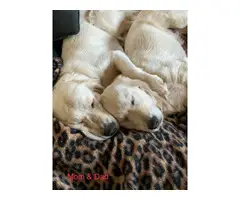 4 AKC Golden Retriever Puppies for Adoption - 9