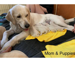 4 AKC Golden Retriever Puppies for Adoption