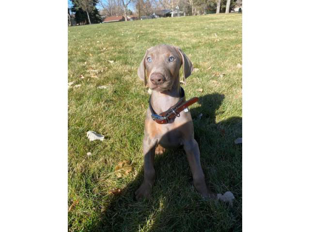 8 weeks old fawn Doberman puppy in Westminster, Colorado - Puppies for