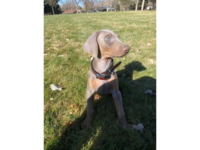 8 weeks old fawn Doberman puppy in Westminster, Colorado - Puppies for