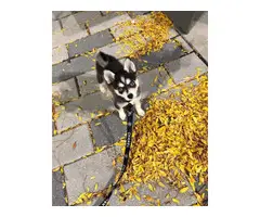 12 weeks old Alaskan klee kai puppy for sale