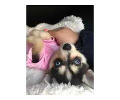 12 weeks old Alaskan klee kai puppy for sale - 3