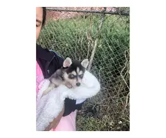12 weeks old Alaskan klee kai puppy for sale - 5