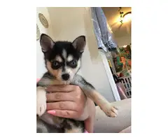 12 weeks old Alaskan klee kai puppy for sale - 6