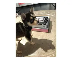 12 weeks old Alaskan klee kai puppy for sale - 8