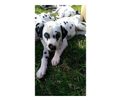 5 Dalmatian puppies for adoption in San Angelo, Texas ...