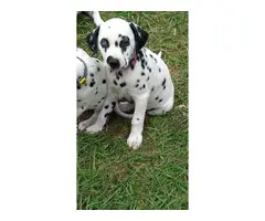 Registered Dalmatian Puppies - 2