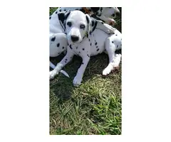 Registered Dalmatian Puppies - 3