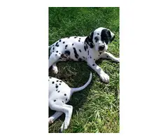 Registered Dalmatian Puppies - 4