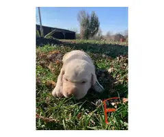 7 registered Labrador Puppies to be rehomed - 2