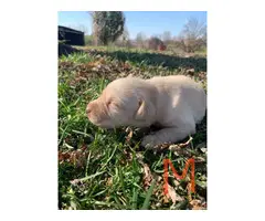 7 registered Labrador Puppies to be rehomed - 4