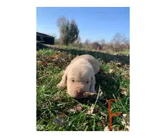 7 registered Labrador Puppies to be rehomed - 5