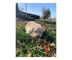 7 registered Labrador Puppies to be rehomed - 7