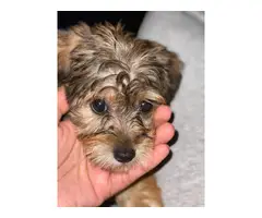 Yorkie Poodle Puppy - 2