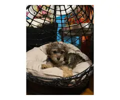 Yorkie Poodle Puppy - 4