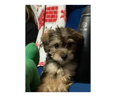 Yorkie Poodle Puppy - 5