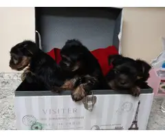 4 Yorkshire Puppies Available - 2
