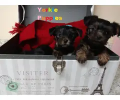 4 Yorkshire Puppies Available - 3