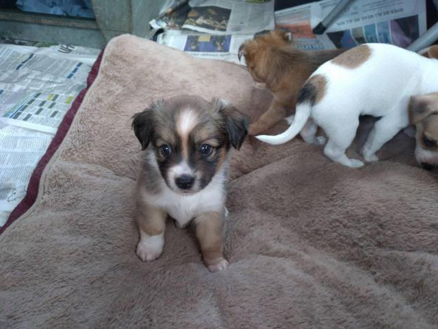 6 Rat Terrier Chihuahua Puppies For Sale In Honolulu Hawaii Puppies For Sale Near Me
