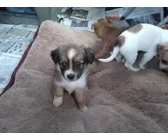 6 Rat Terrier Chihuahua puppies for Sale