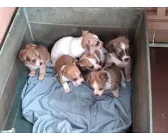 6 Rat Terrier Chihuahua puppies for Sale